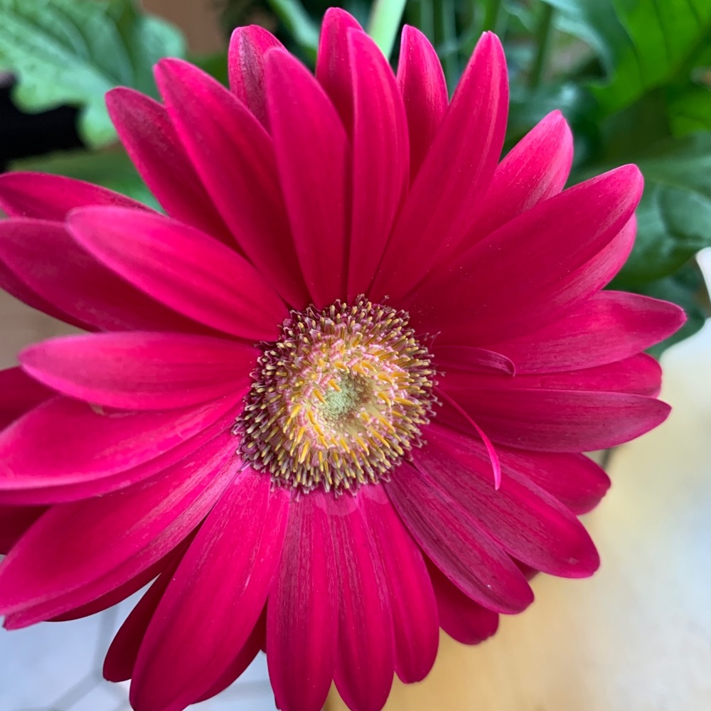 Meet your Posher, Lucy